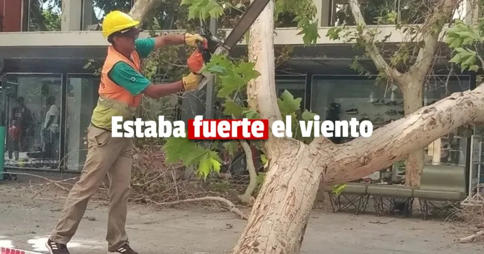 Un enorme árbol se cayó en plena peatonal 