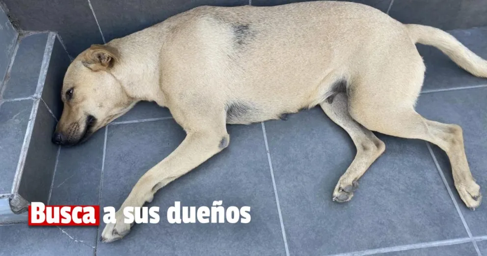 Se busca a los dueños de una perrita perdida en una estación de servicio 