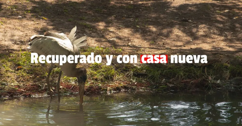 Se recuperó el Tuyuyú rescatado en Valle Fértil 