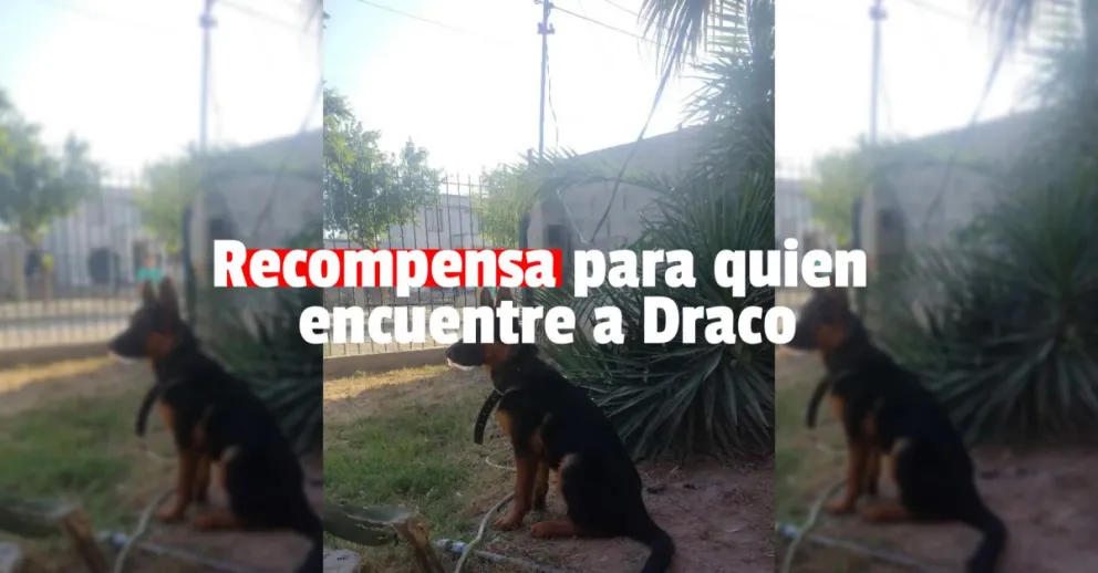 Una familia ofrece cincuenta mil pesos para recuperar a su perro 