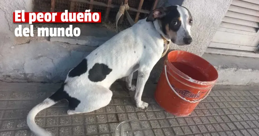Abandonó a su perro atado a sobre una reja