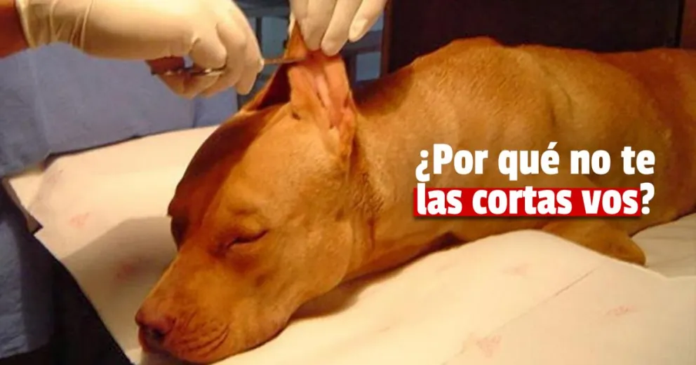 El corte de las orejas y cola es perjudicial para los perros