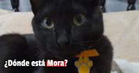 Buscan a Mora, una gatita que se perdió en Capital 