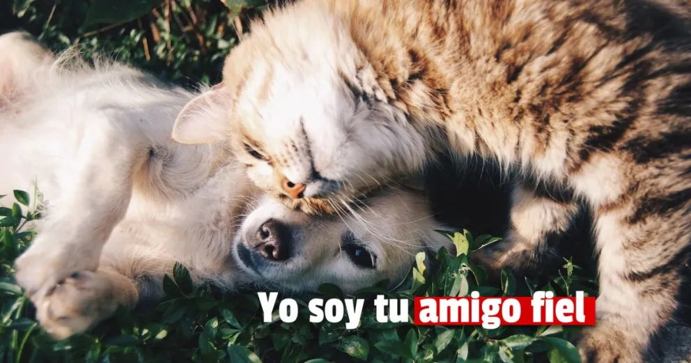 Primera feria provincial de adopción responsable de mascotas