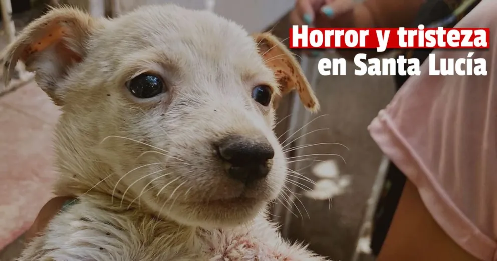 Tristeza y frustración por perros y gatos encerrados en una casa abandonada