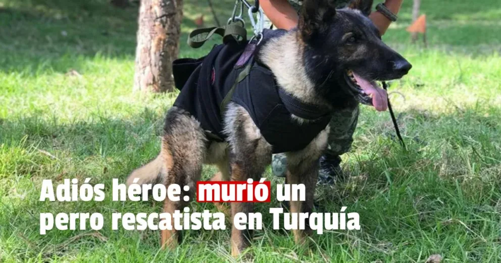 Murió un perro rescatista en Turquía y su entrenador lo despidió 