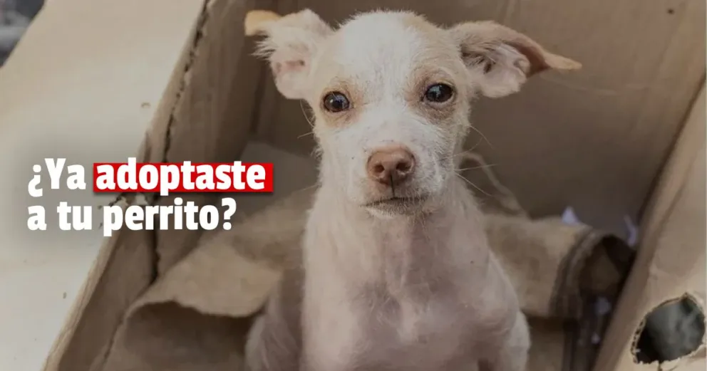 Se realizó la 1° Feria Provincial para adoptar animales 