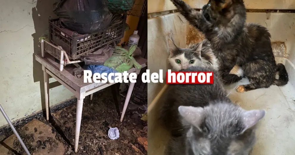 Hallazgo terrorífico: fueron a rescatar animales y encontraron a gatos y perros muertos en una heladera
