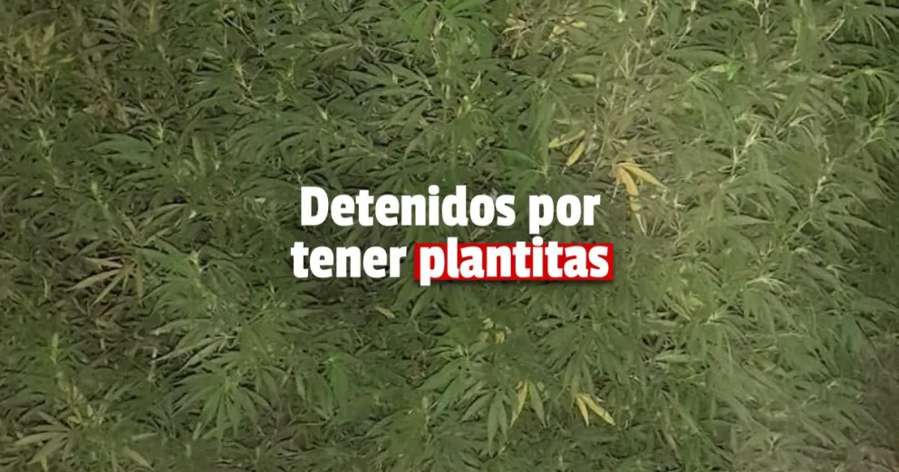 Policías encontraron cuatro plantas de marihuana en una casa de Rawson 