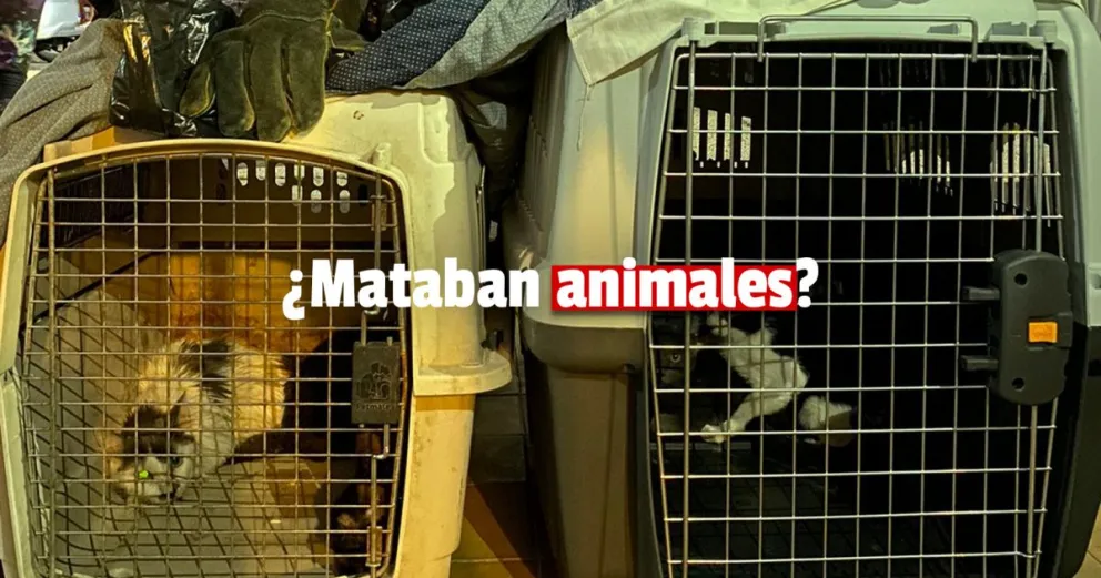 No eran restos de animales: ¿Qué dijo la investigación policial?   