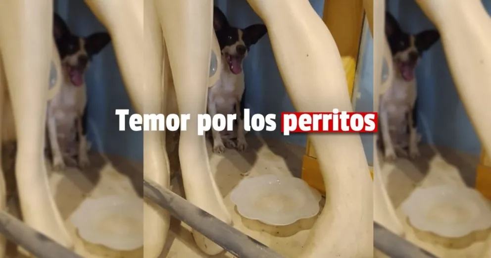 Luego del rescate de animales en Santa Lucía, temen que la dueña de la casa vuelva a tener más perros y gatos