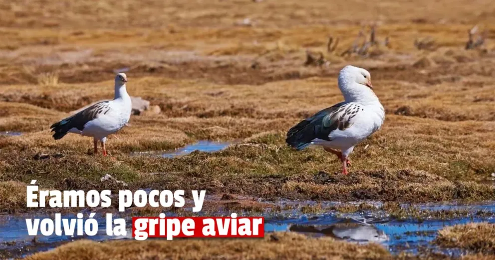 Detectaron un caso de gripe aviar en Argentina 