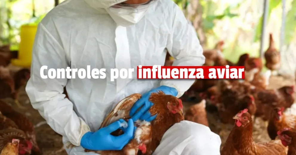 El Senasa realiza controles de vigilancia epidemiológica por casos de influenza aviar
