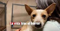 Piden alimentos para los animalitos rescatados del horror en Santa Lucía