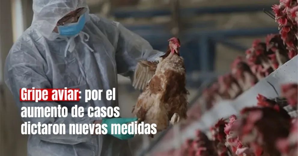 Nuevas medidas para prevenir el aumento de casos de la gripe aviar