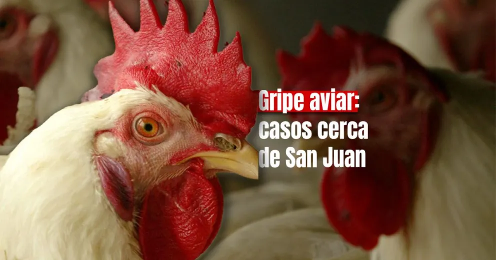 Senasa detectó casos de gripe aviar en San Luis 
