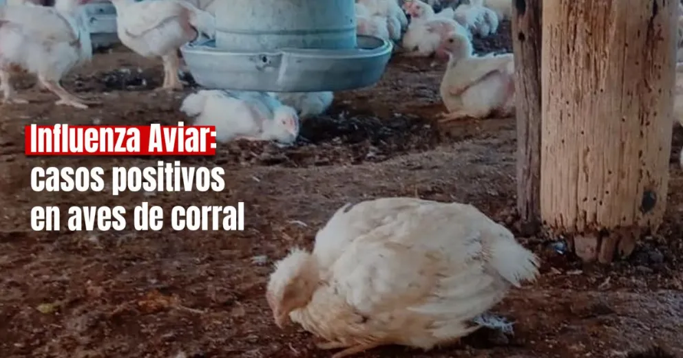 Senasa confirmó el primer caso positivo en aves de corral en Río Negro