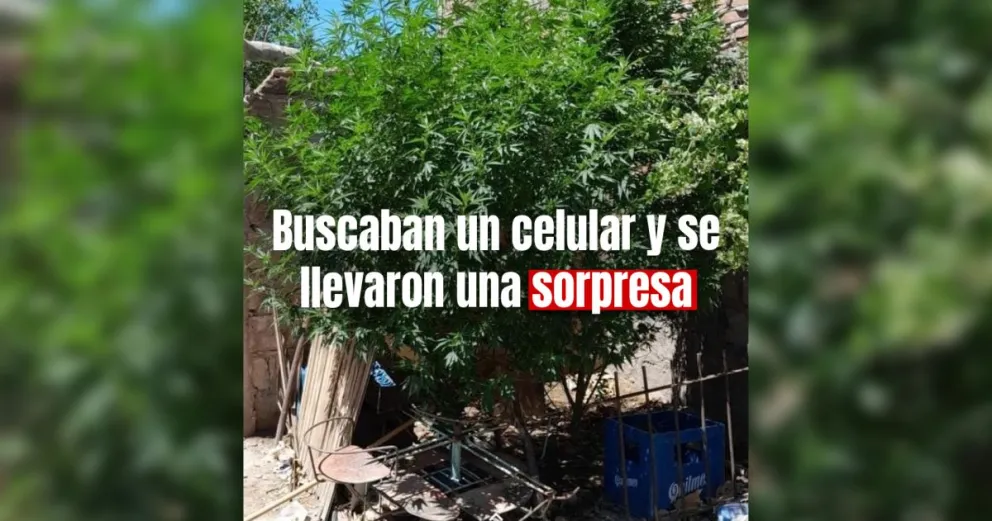 Chimbas: personal policial buscaba un celular y encontraron plantas de marihuana 