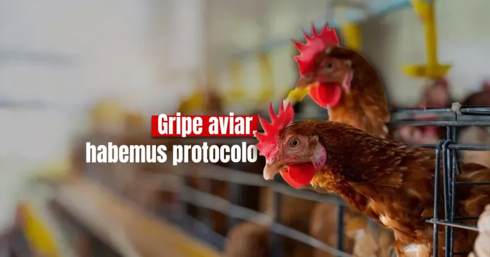 Ambiente elaboró un protocolo para prevenir casos de gripe aviar en San Juan 