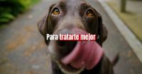 España: para tener un perro habrá que hacer un curso y contratar un seguro de responsabilidad civil