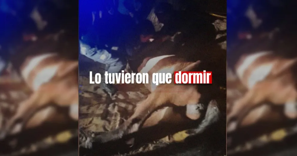 Maltrato animal: encontraron a un caballo en mal estado y tuvieron que sacrificarlo