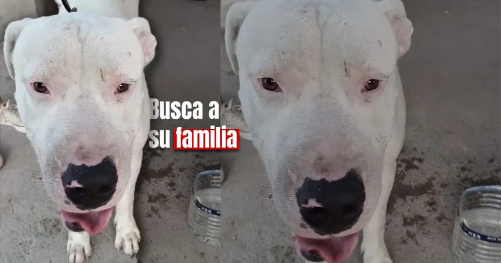 Un perrito se perdió y anda desorientado en Capital 