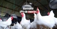 Unas 240 mil gallinas murieron por gripe aviar en dos provincias de Argentina 