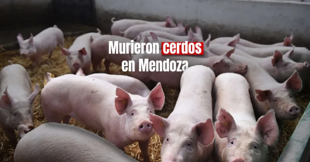 En Mendoza, murieron más de 500 cerdos por un corte de luz 