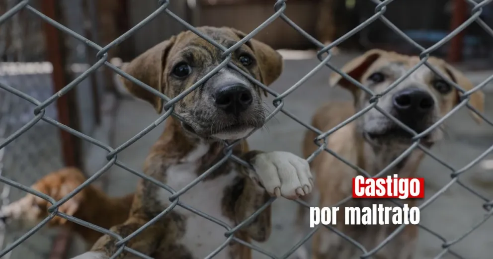 Por maltratar a su perro, una mujer no podrá tener mascotas domesticas por dos años 