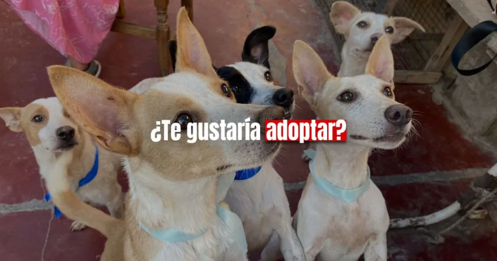 Campaña para adoptar perros y gatos que fueron rescatados 