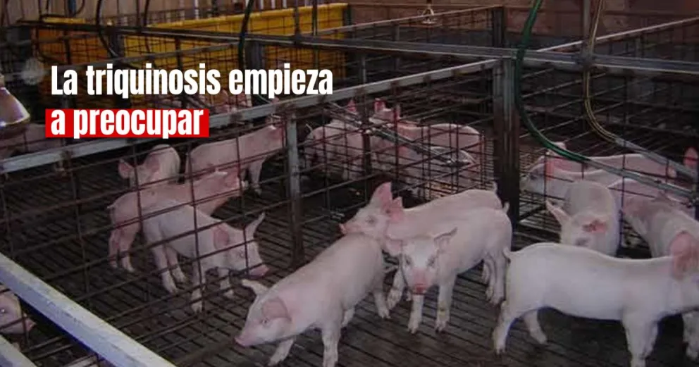 Preocupación en Mendoza: 18 cerdos murieron por triquinosis 