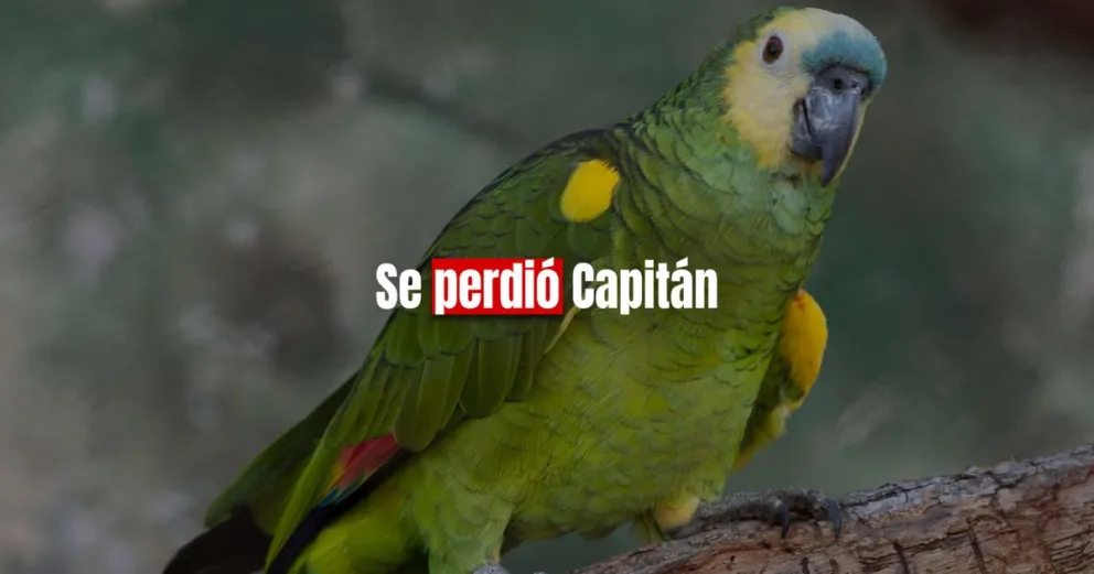 Una familia busca a su lorito y ofrece recompensa para encontrarlo 