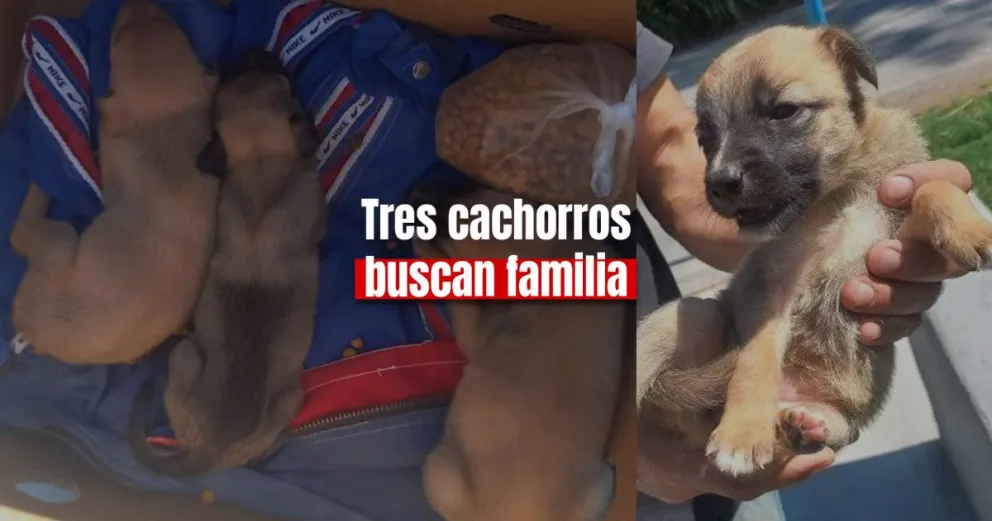 Tres perritos fueron abandonados y se busca quién los adopte 