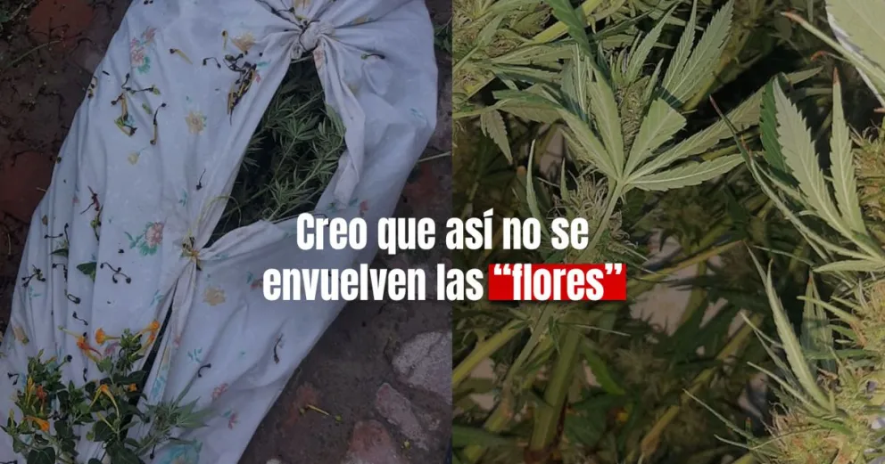 Le tiraron una planta envuelta en sábanas al fondo de la casa: era marihuana