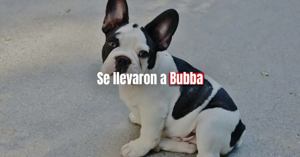 Una misteriosa camioneta roba perros en Santa Lucía 