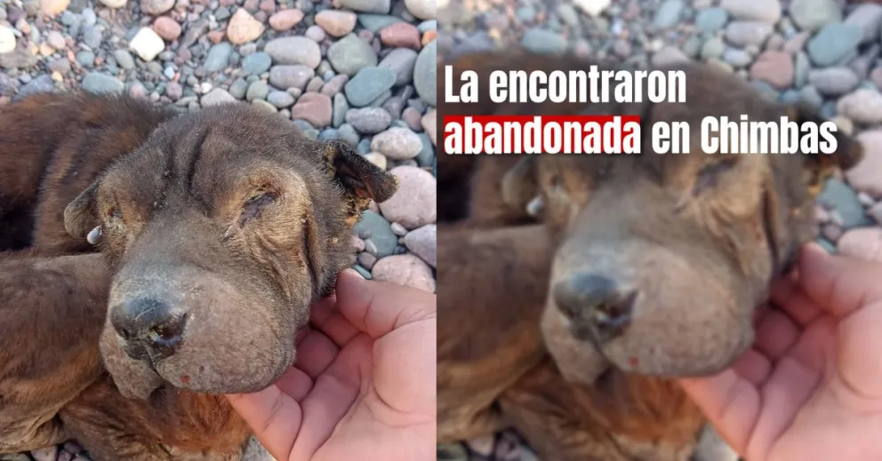 Rescataron a una perrita en pésimas condiciones y piden ayuda para pagar el veterinario