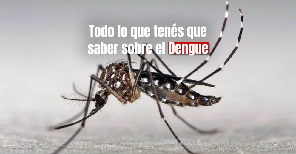 Síntomas, tratamiento y cómo identificar al mosquito del Dengue