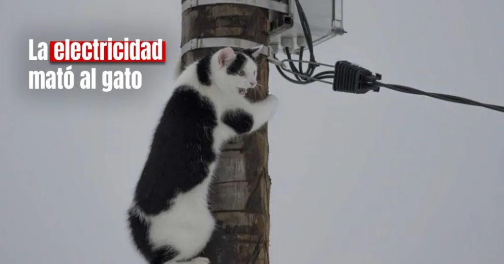 Un gato dejó a una ciudad entera sin luz en Santa Fe 