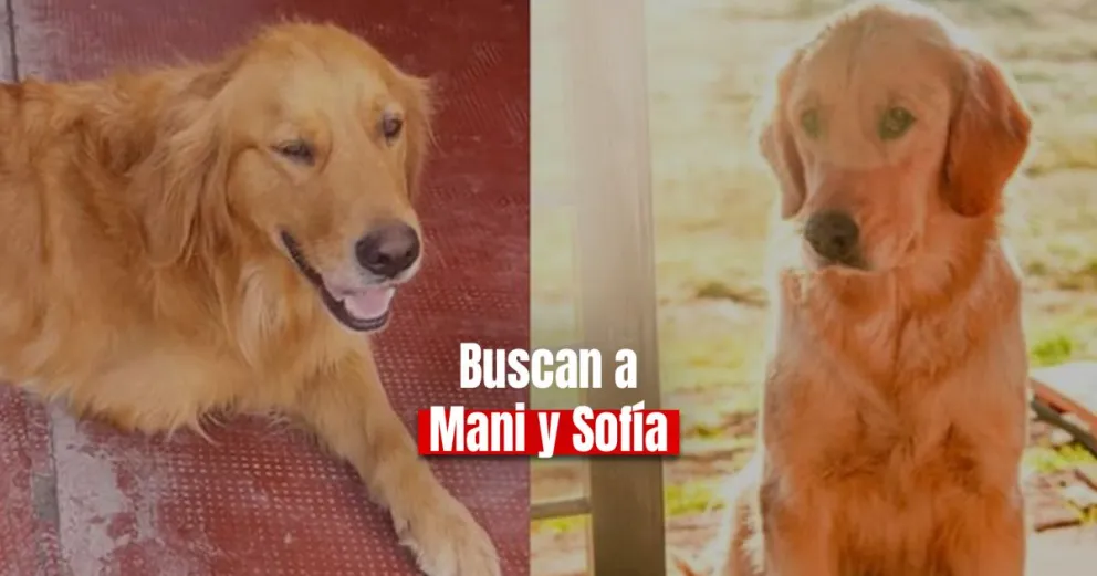 Dos perritos Golden se perdieron en el Médano 