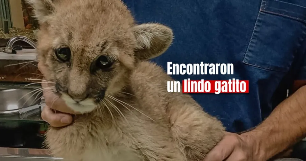 Rescataron a un puma bebé en Pedernal