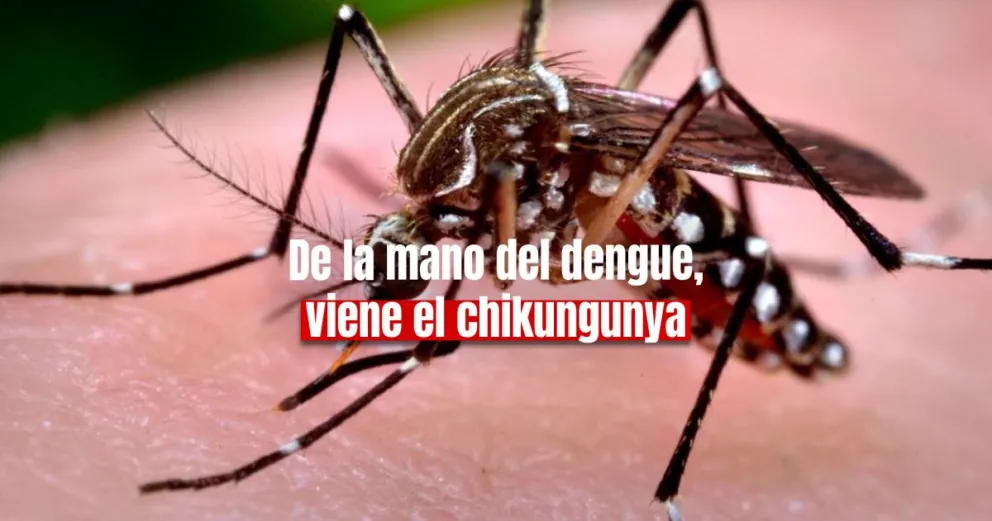 Crecen los positivos de Dengue en Mendoza y ahora detectaron un caso de chikungunya