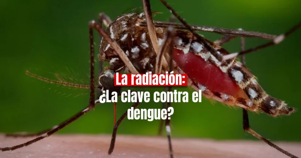Científicos investigan una posible esterilización del mosquito para frenar el dengue