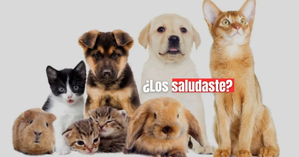 Día del Animal: Por qué se celebra este 29 de abril 