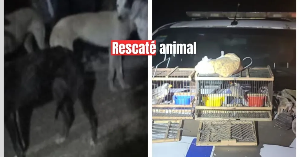 La policía rescató aves en Sarmiento y perros en Caucete 