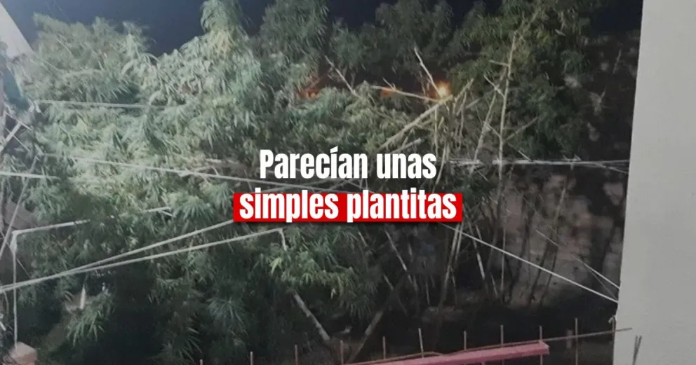 Un hombre terminó detenido por cultivar marihuana en su casa