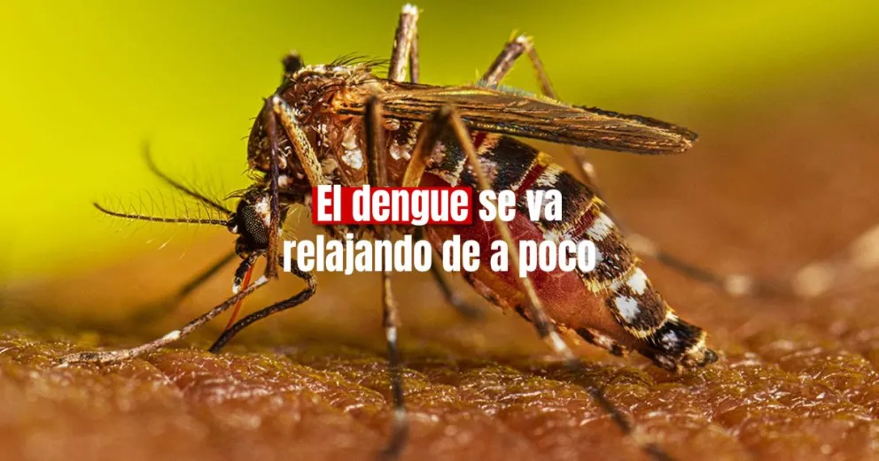 Bajaron los casos de dengue en todo el país por tercera semana consecutiva