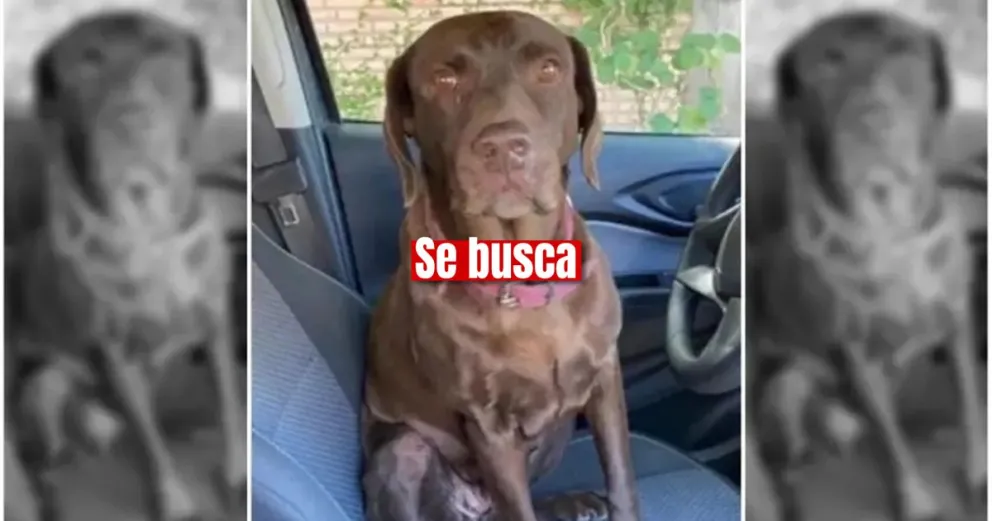 Una familia busca a su perrita que fue robada en Capital 