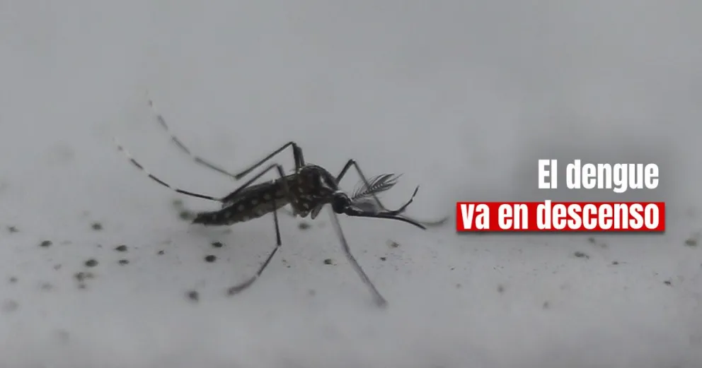 Por cuarta semana consecutiva se registró un descenso en la curva de casos de dengue en el país