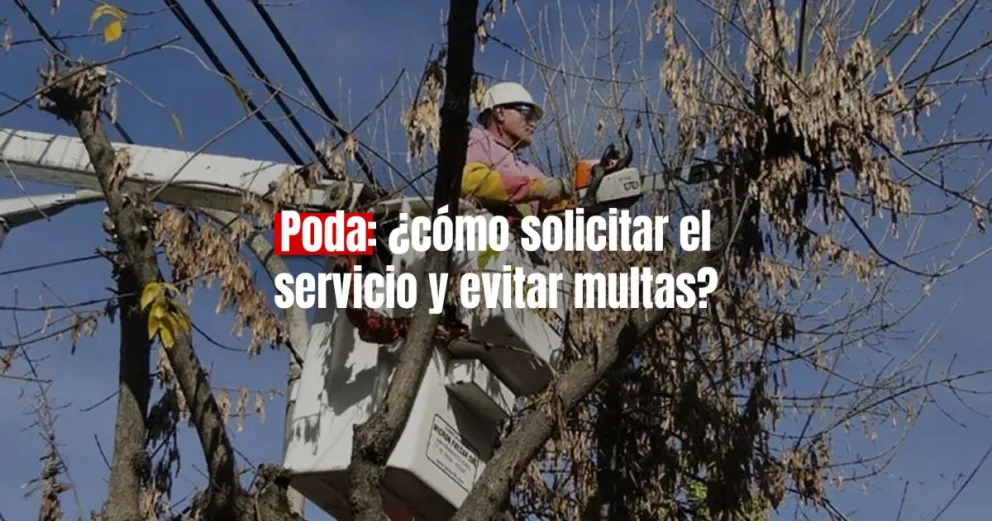 Poda de árboles: esto es lo que tenes que saber para solicitar el servicio