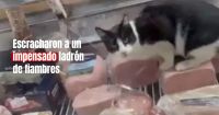 Un mercado de Mar del Plata fue clausurado tras la viralización de un video en el que se ve un gato adentro de la heladera